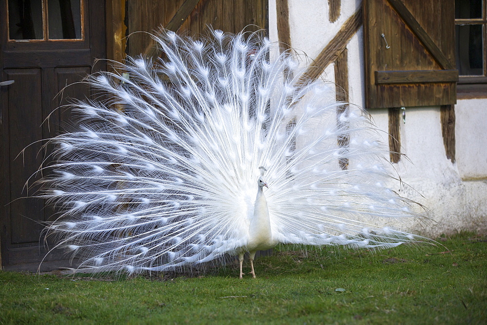 Peacock blue leucistic male displaying, Sologne France 