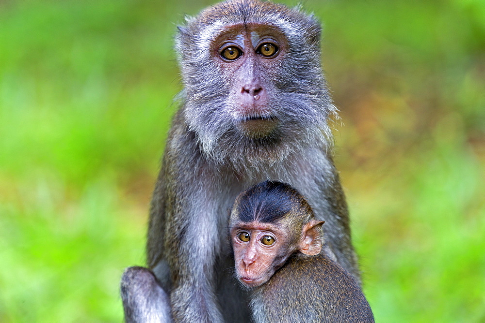 Long-tailed macaque and young in forest, Bako Malaysia