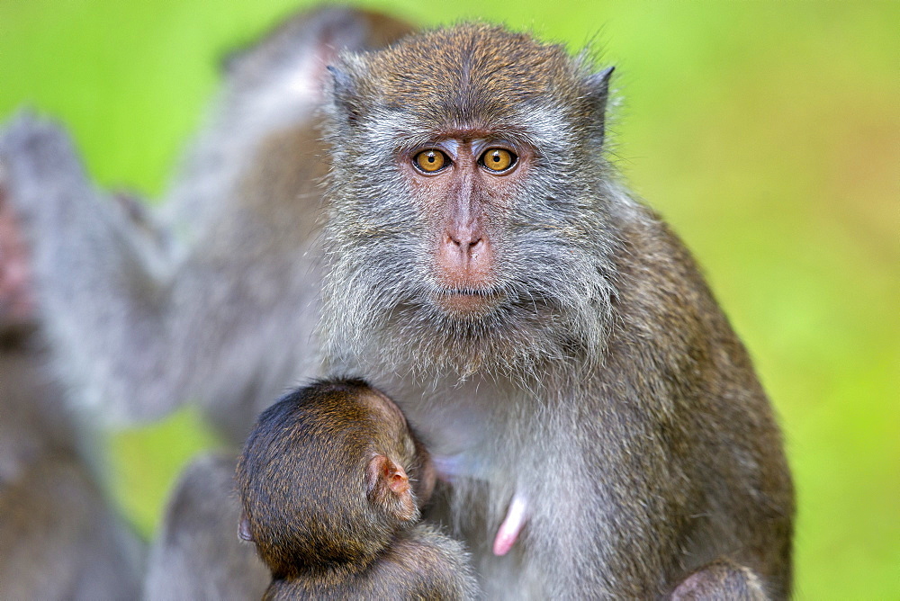 Long-tailed macaque nursing her young, Bako Malaysia