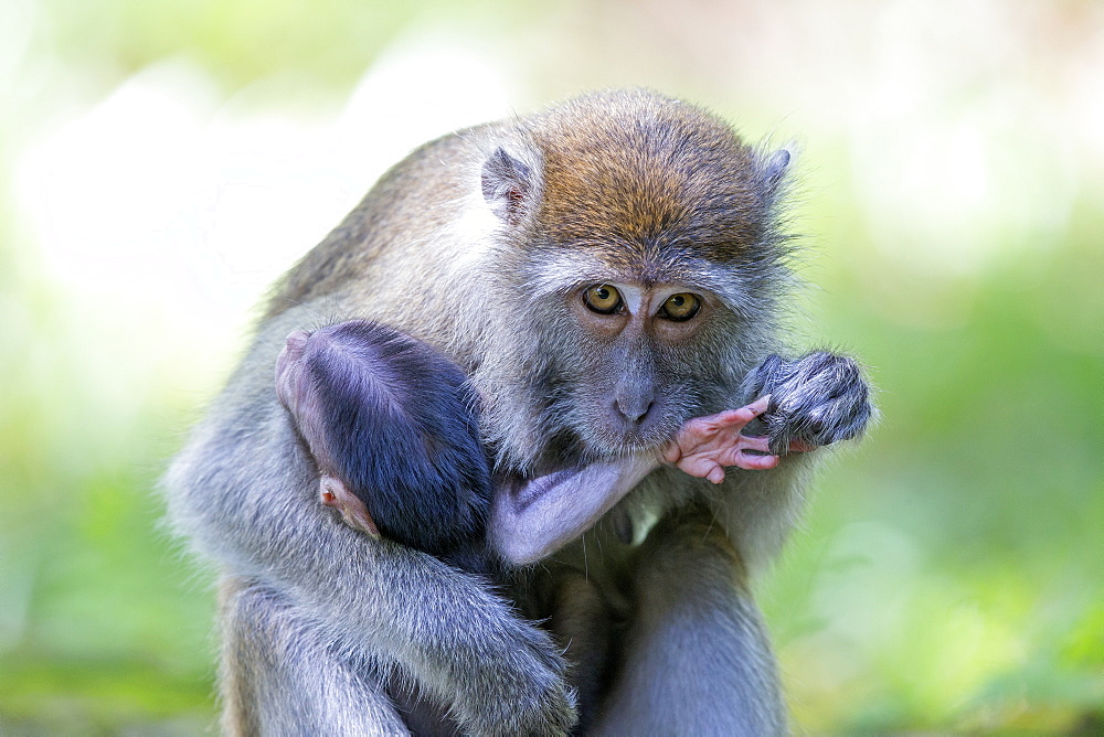 Long-tailed macaque grooming her young, Bako Malaysia