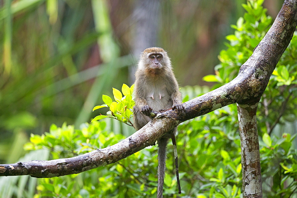 Long-tailed macaque on a branch in forest, Bako Malaysia