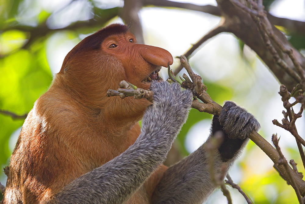 Portrait of Proboscis monkey eating in forest -Malaysia Bako