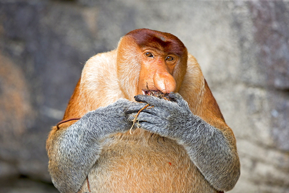 Proboscis monkey at the foot of a cliff, Malaysia Bako