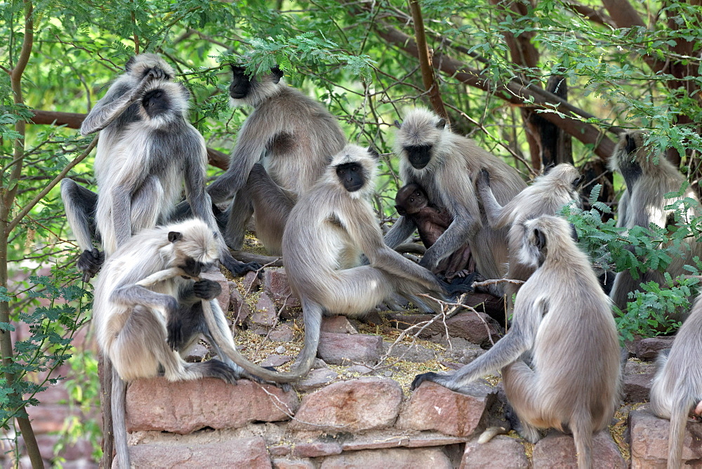 Hanuman Langurs on a wall, Galta Temple Rajasthan India