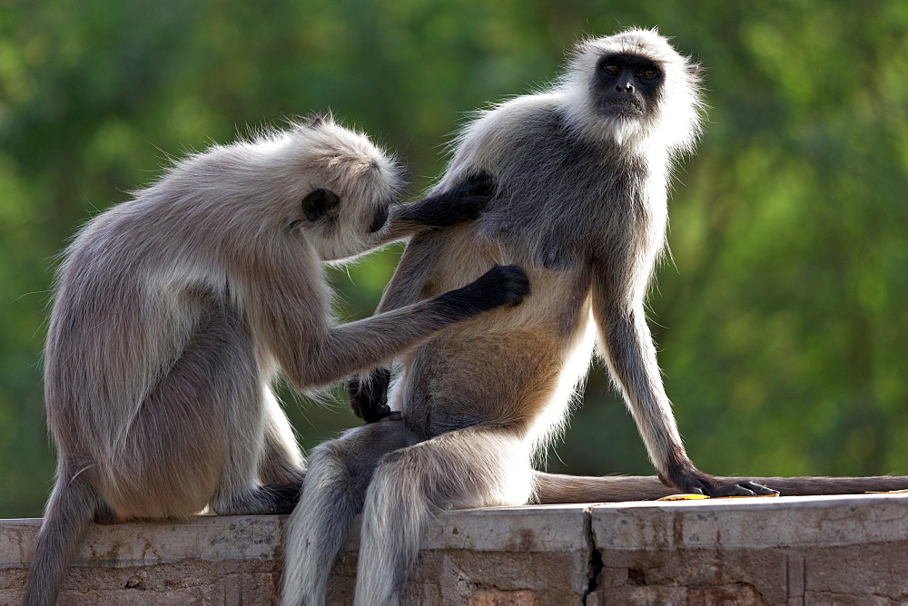 Hanuman Langurs grooming on a wall, Rajasthan India 