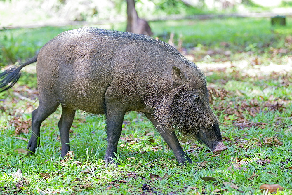 Bearded Pig in the grass, Bako Borneo Malaysia 