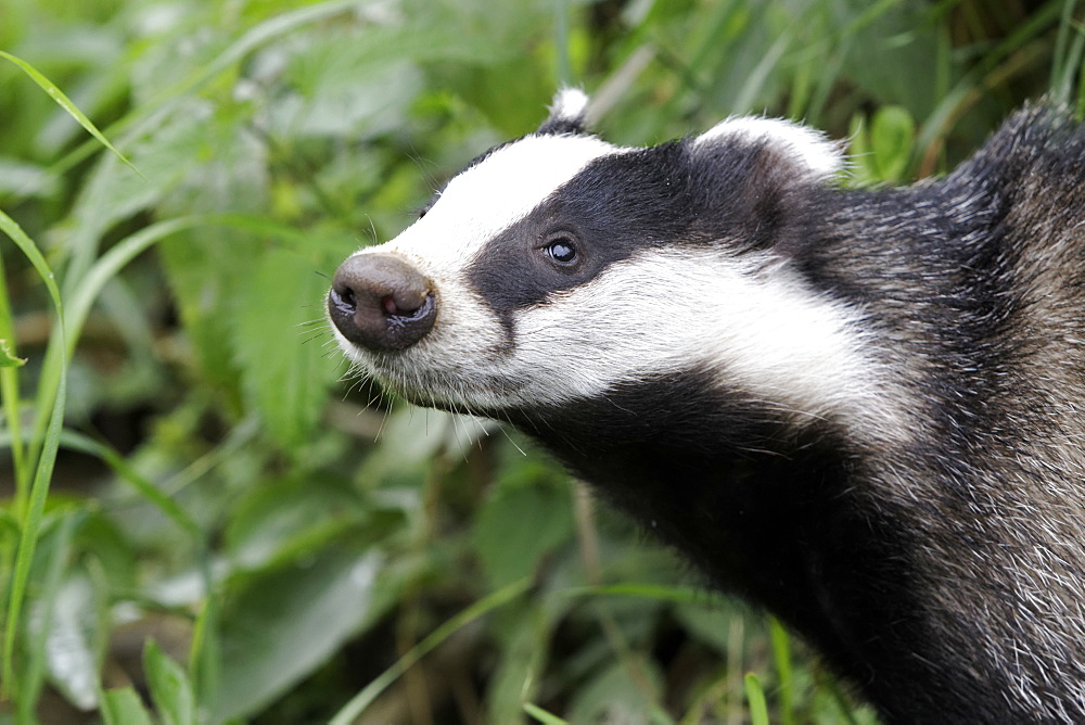 Portrait of Eurasian Badger, UK