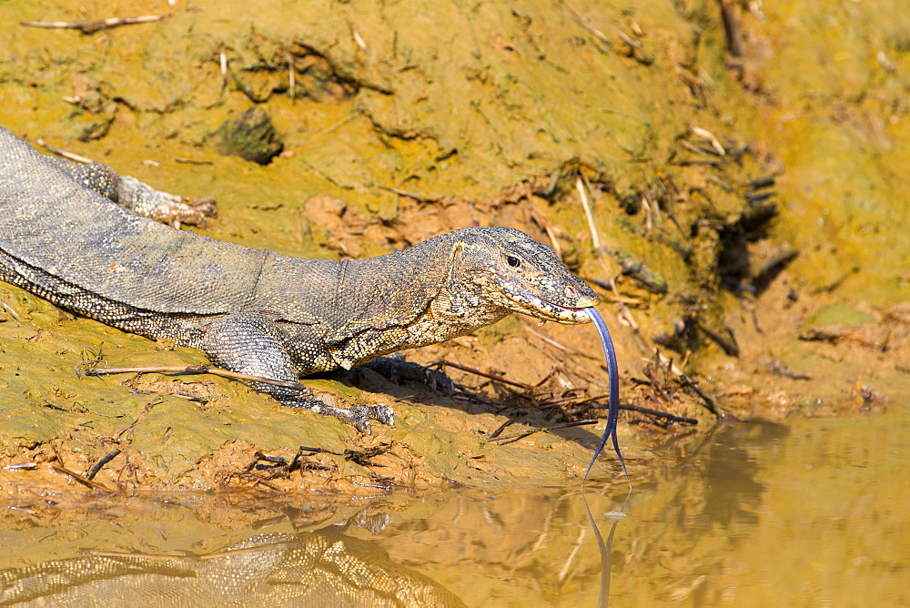 Common Water Monitor on the bank, Sabah Malaysia