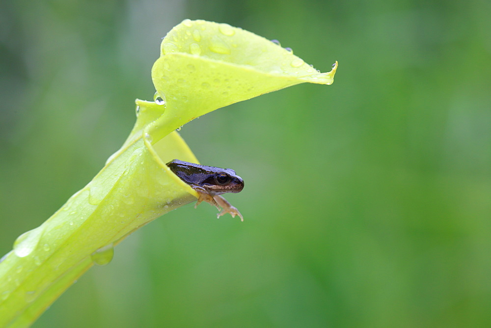 Young Frog in Yellow Pitcher Plant, Brittany France