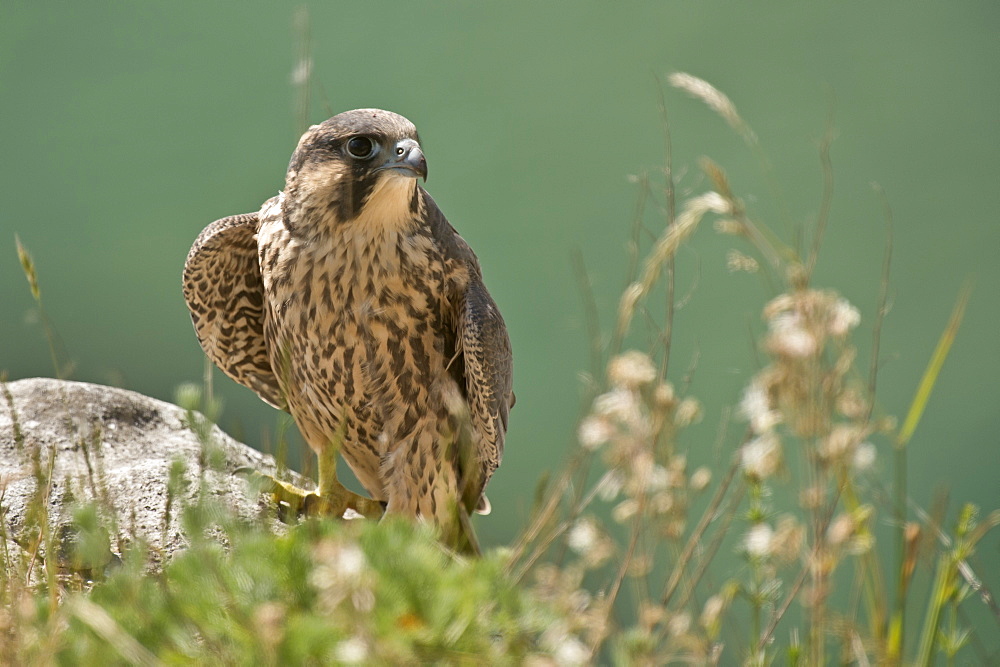 Peregrine Falcon juvenile on rock, Denmark 