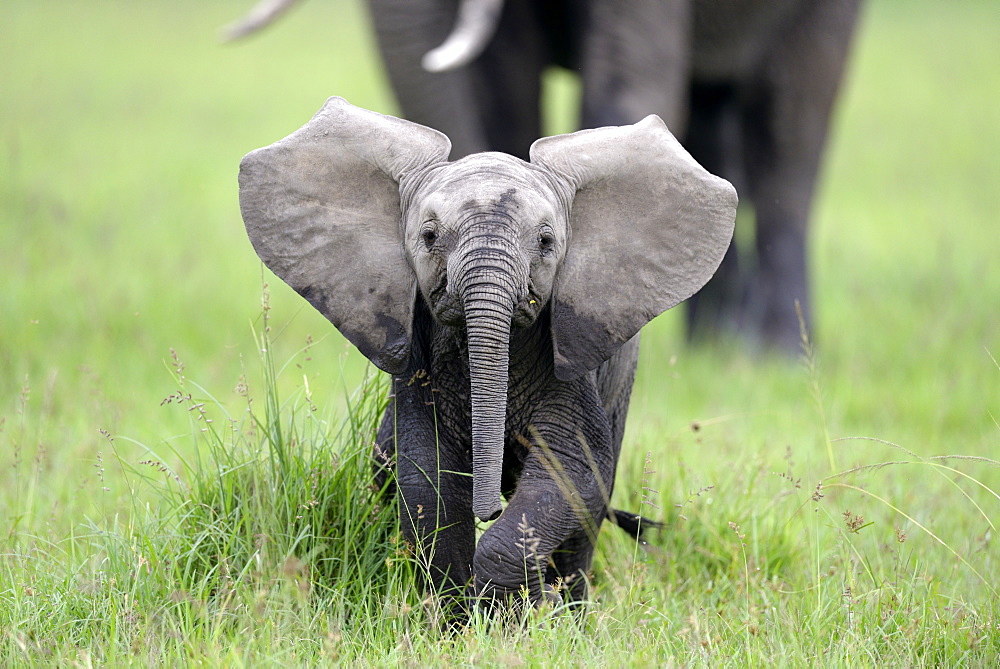 Young African elephant in savanna, Masai Mara Kenya