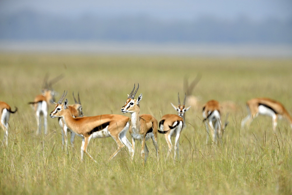 Thomson's gazelles in the savannah, Masai Mara Kenya