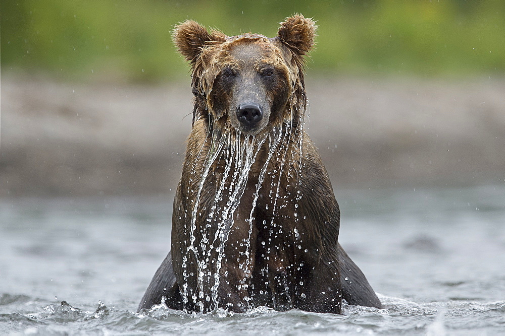 Brown Bear fishing on water, Kuril Lake Kamchatka Russia 