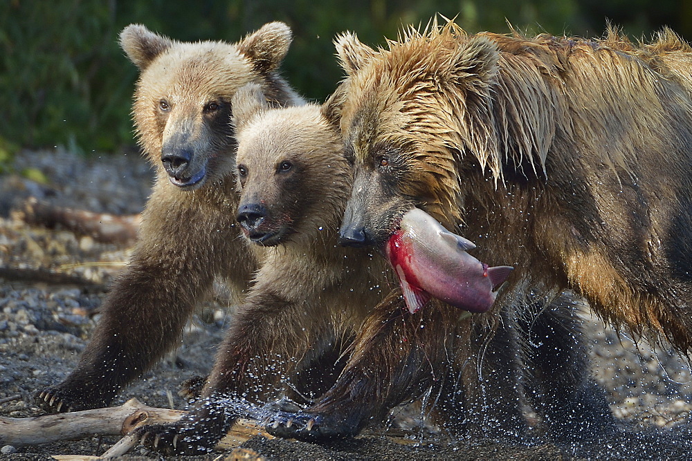 Brown Bear catching a Salmon, Kuril Lake Kamchatka Russia 