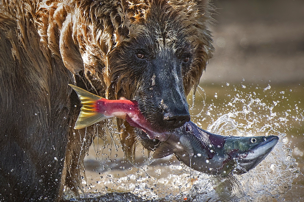 Brown Bear catching a Salmon, Kuril Lake Kamchatka Russia 