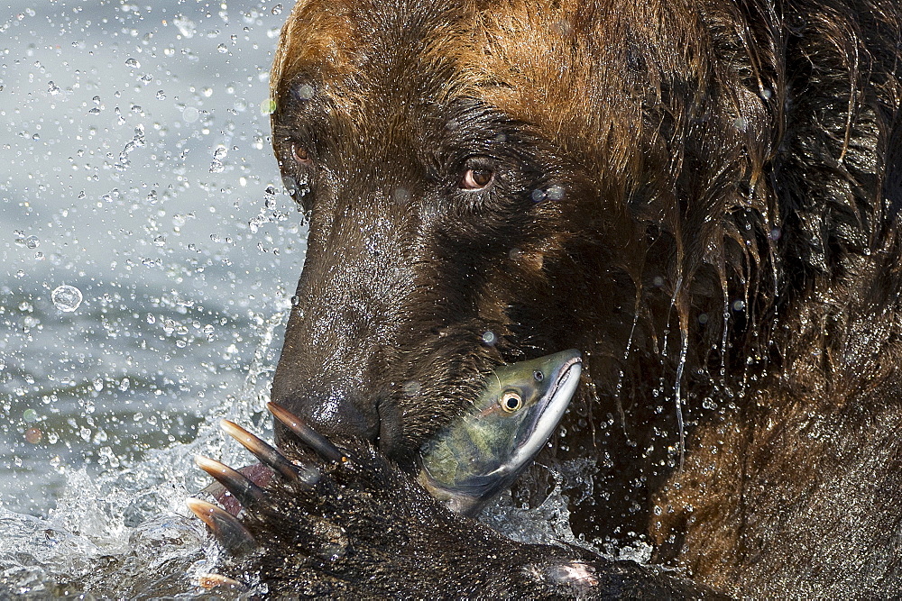 Brown Bear catching a Salmon, Kuril Lake Kamchatka Russia 