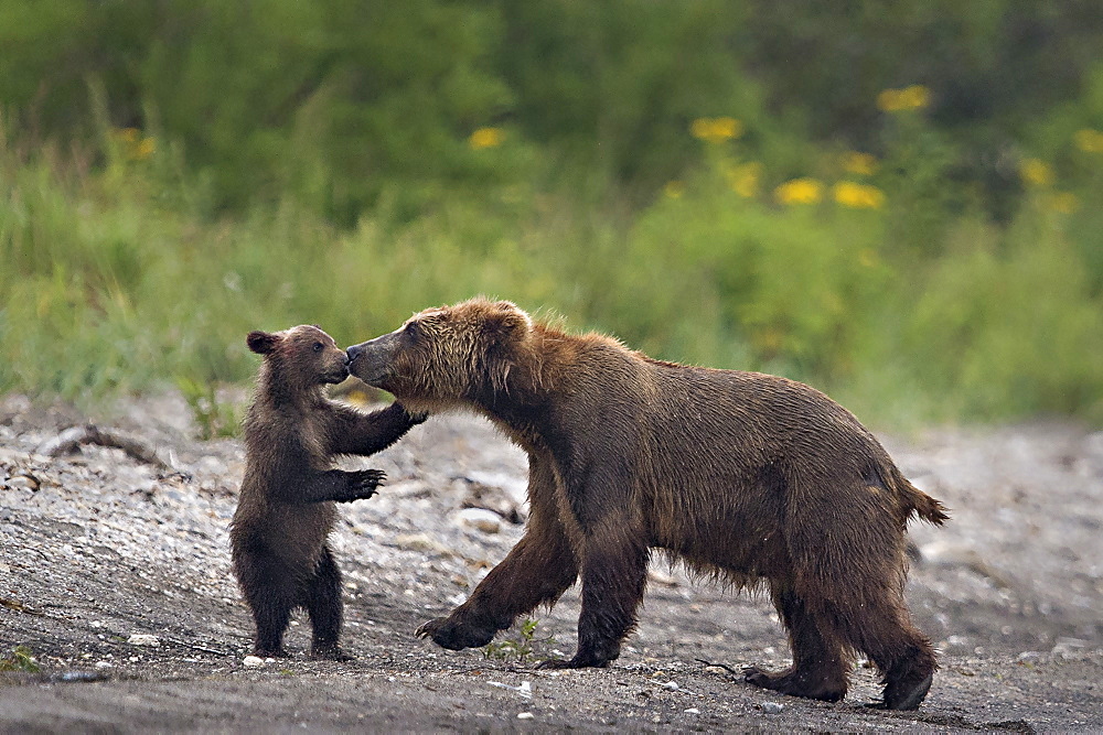 Brown Bear and cub on bank, Kuril Lake Kamchatka Russia 