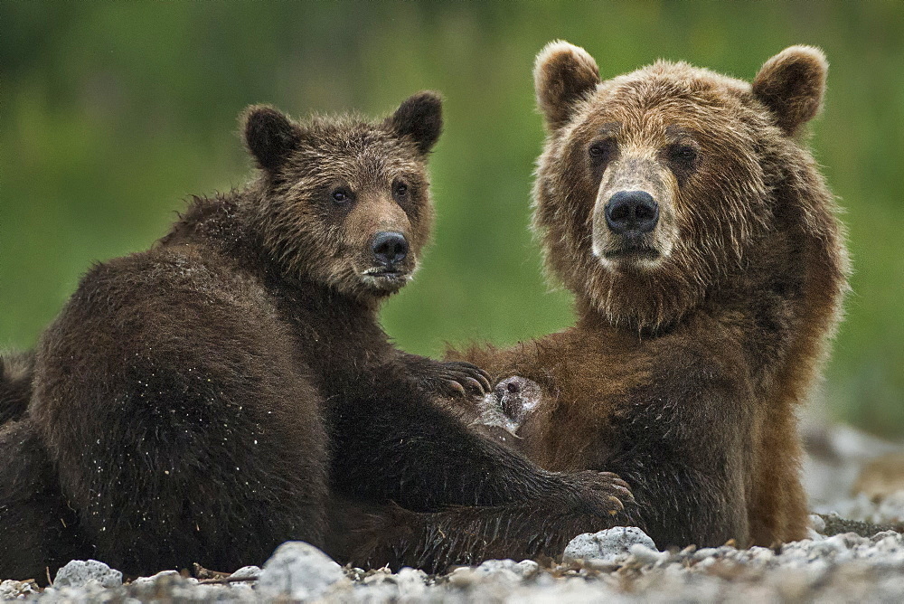 Brown Bear and cub on bank, Kuril Lake Kamchatka Russia 