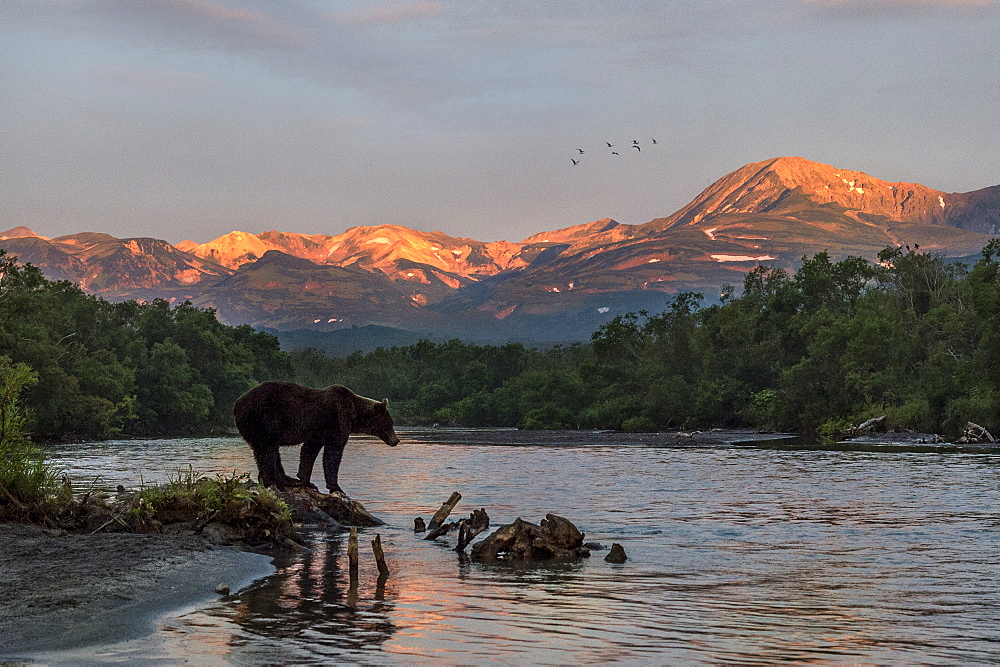 Brown Bear on bank at dawn, Kuril Lake Kamchatka Russia