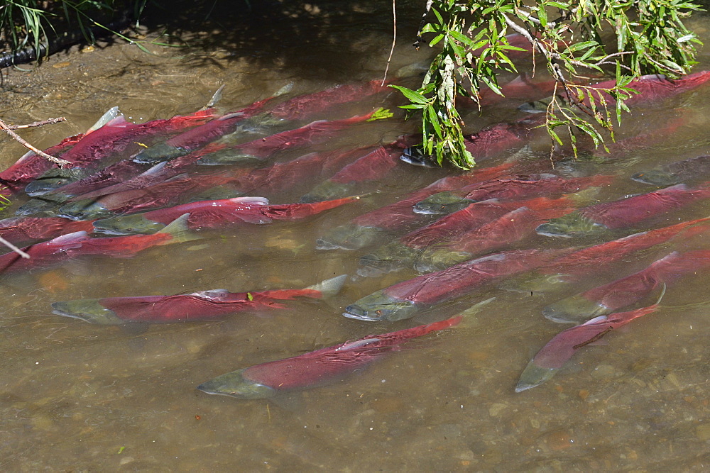 Sockeye Salmons near the bank, Kuril Lake Kamchatka Russia