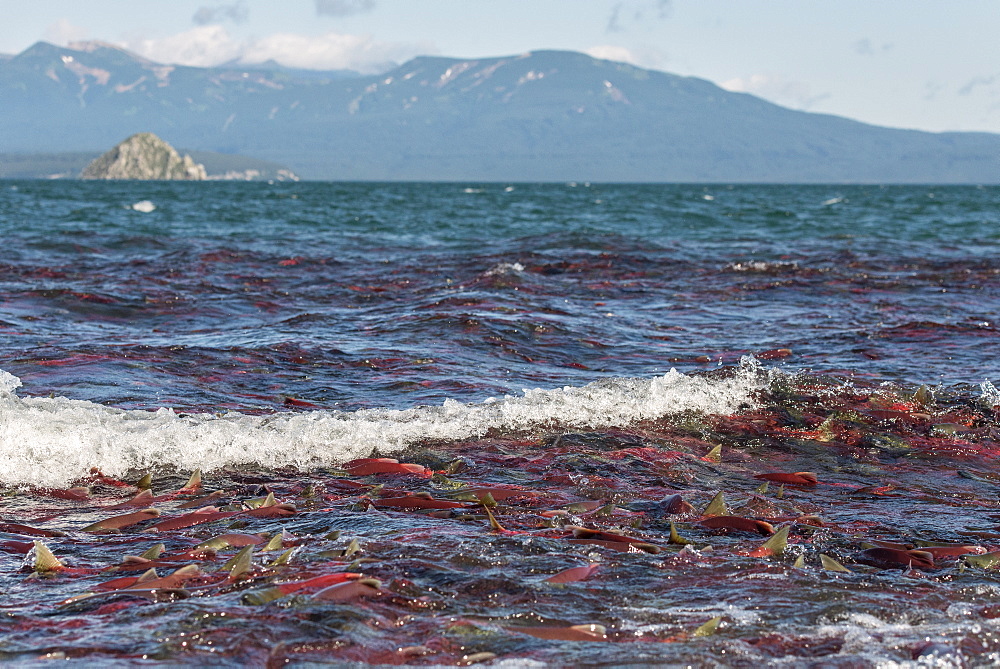 Sockeye Salmons, Kuril Lake Kamchatka Russia