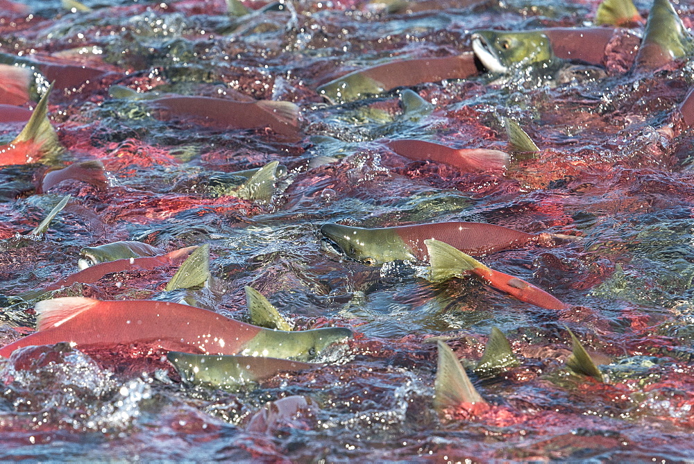 Sockeye Salmons, Kuril Lake Kamchatka Russia