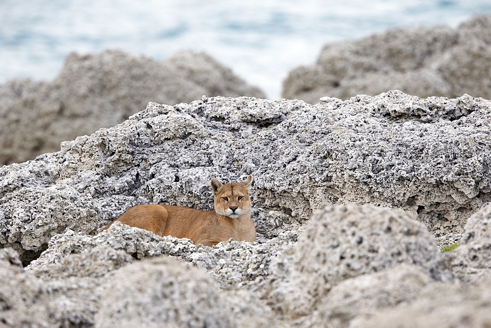 Puma lying in rocks, Torres del Paine Chile