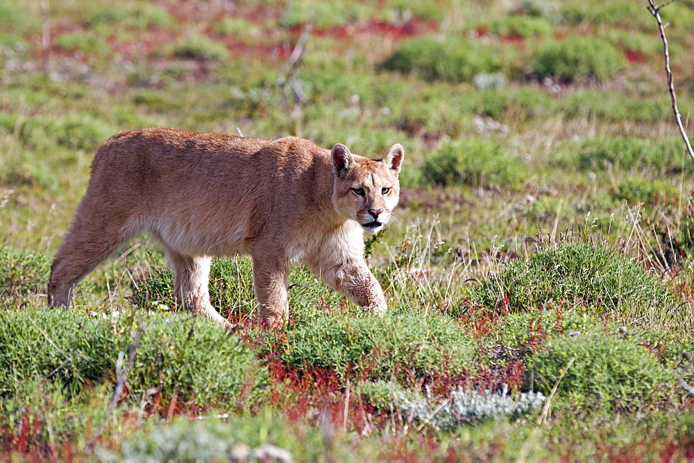 Puma walking in the scrub, Torres del Paine Chile