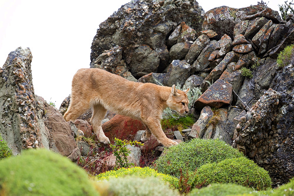 Puma walking in the scrub, Torres del Paine Chile 