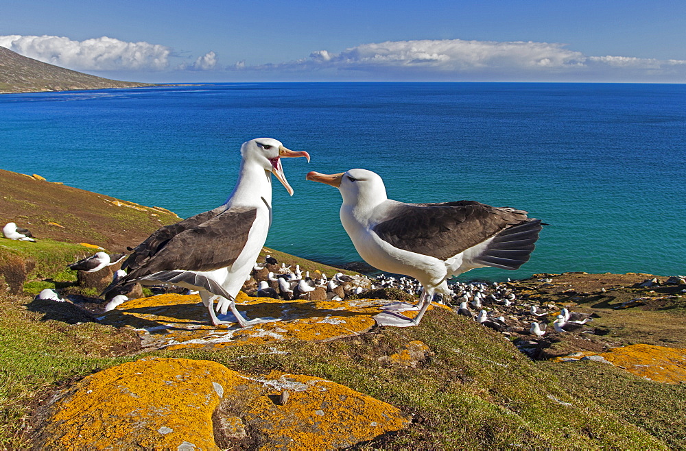 Black-browded albatros mating game, Falklands Islands