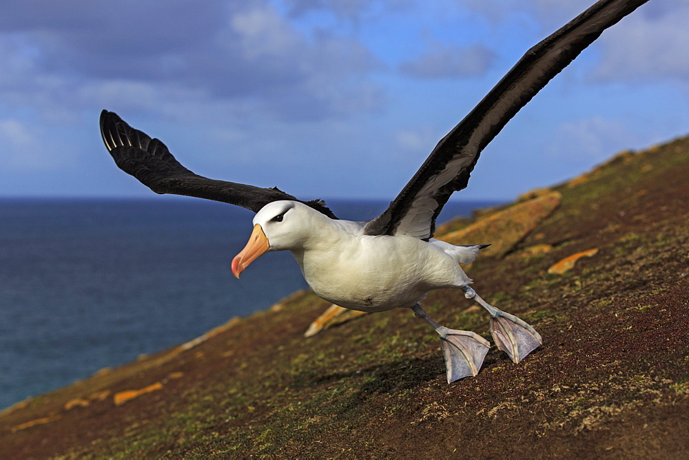 Black-browded albatros taking off, Falkland Islands