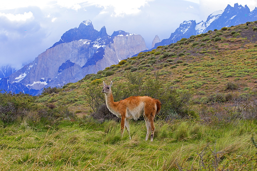 Guanaco in the steppe, Torres del Paine Chile