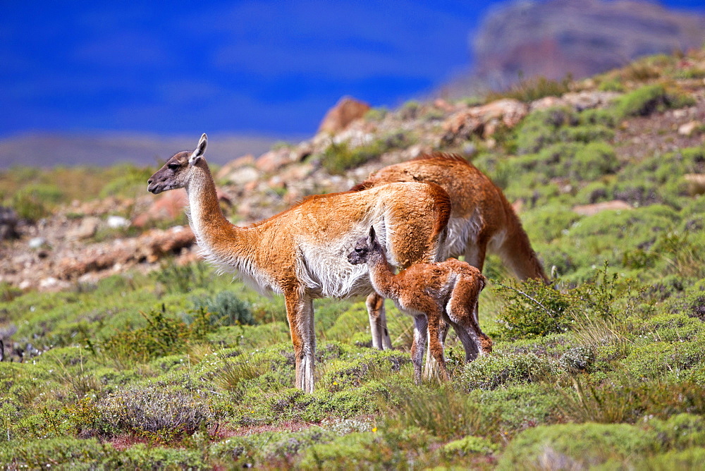 Guanaco and young in the steppe, Torres del Paine Chile