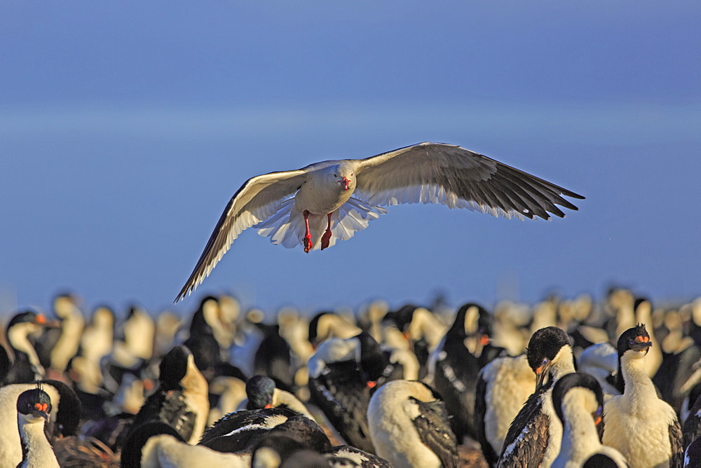 Adult breeding dolphin gull flying over imperial shags