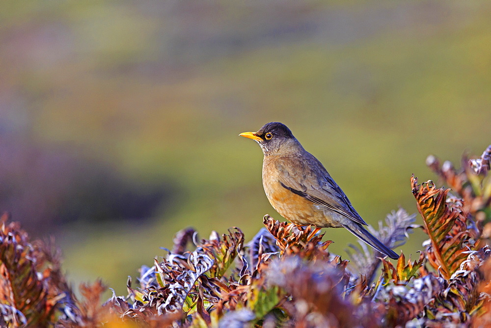 Falkland thrush on ferns, Falkland Islands