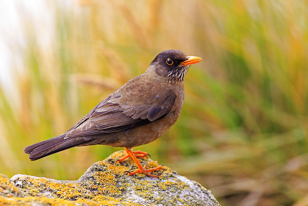 Falkland thrush on a rock, Falkland Islands