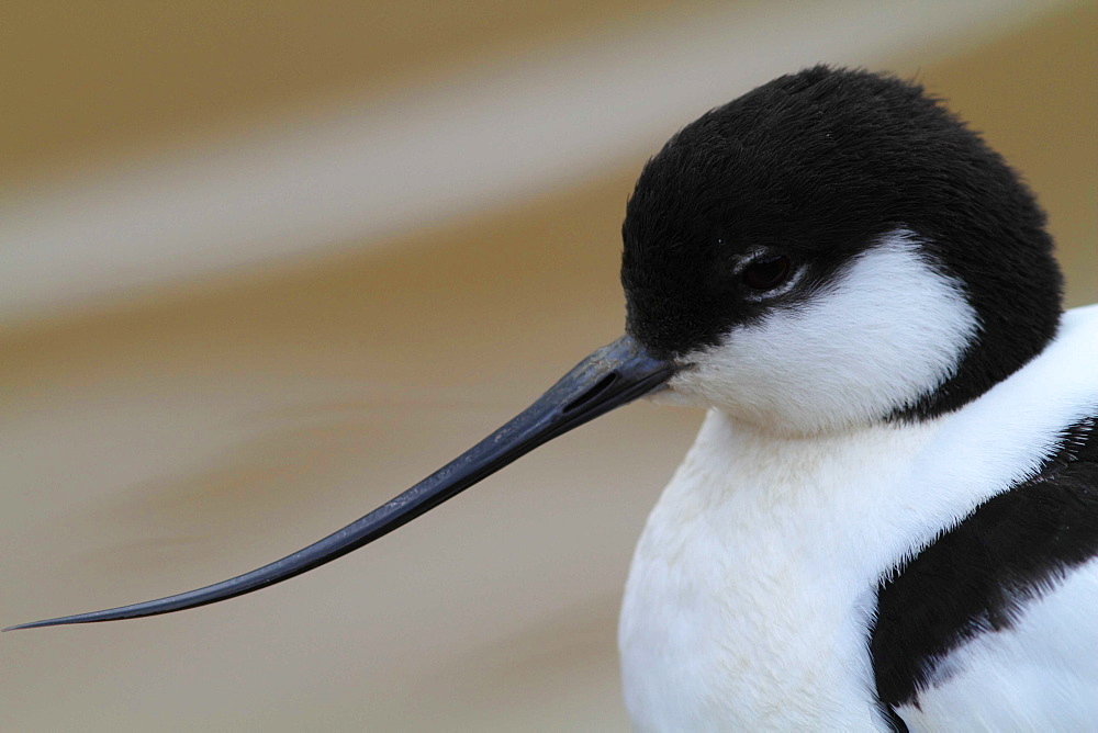 Portrait of Pied Avocet 