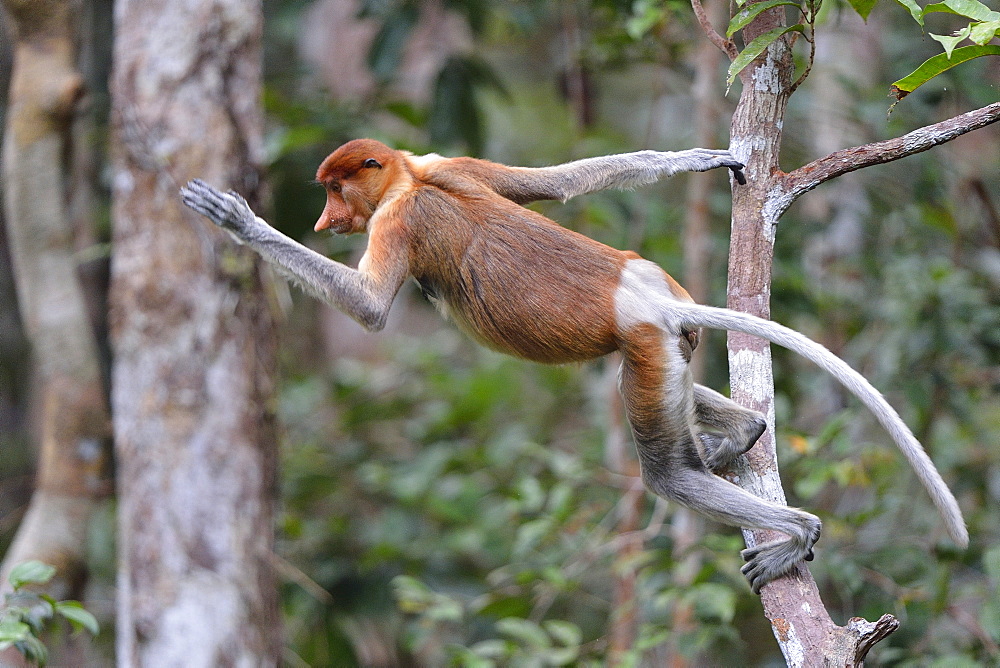 Proboscis monkey, Indonesia