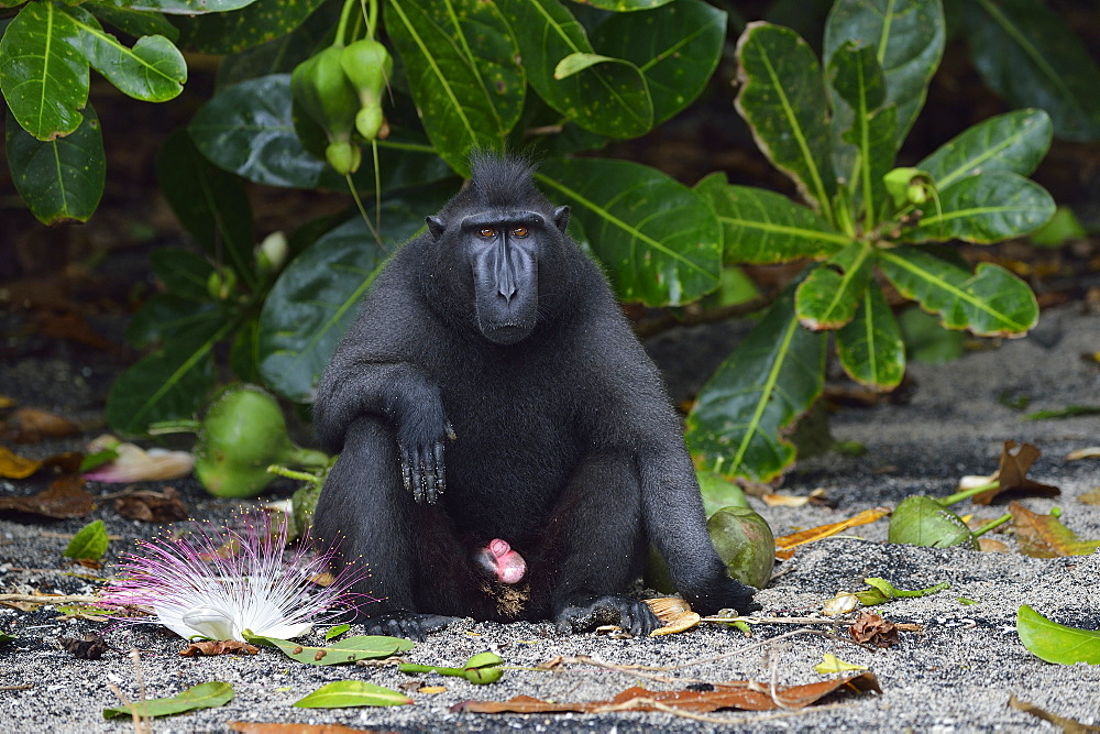 Celebes crested macaque, Indonesia