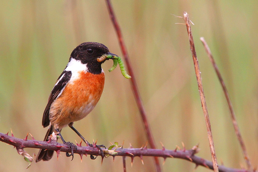 Common Stonechat male feeding on bramble, France