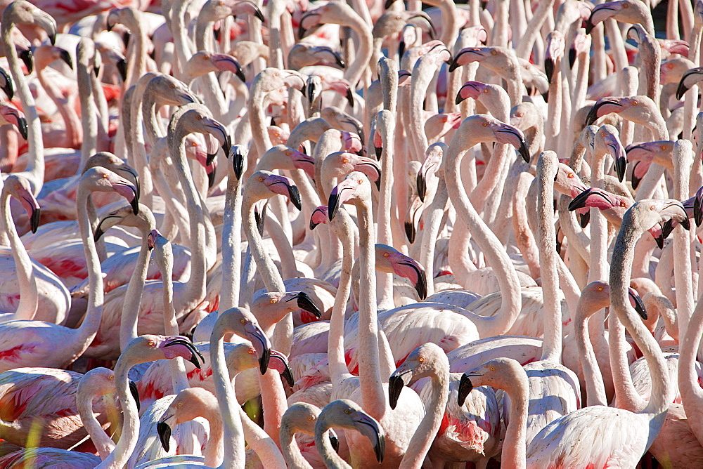 Flamingos, Pond Ca Sigean African Reserve France