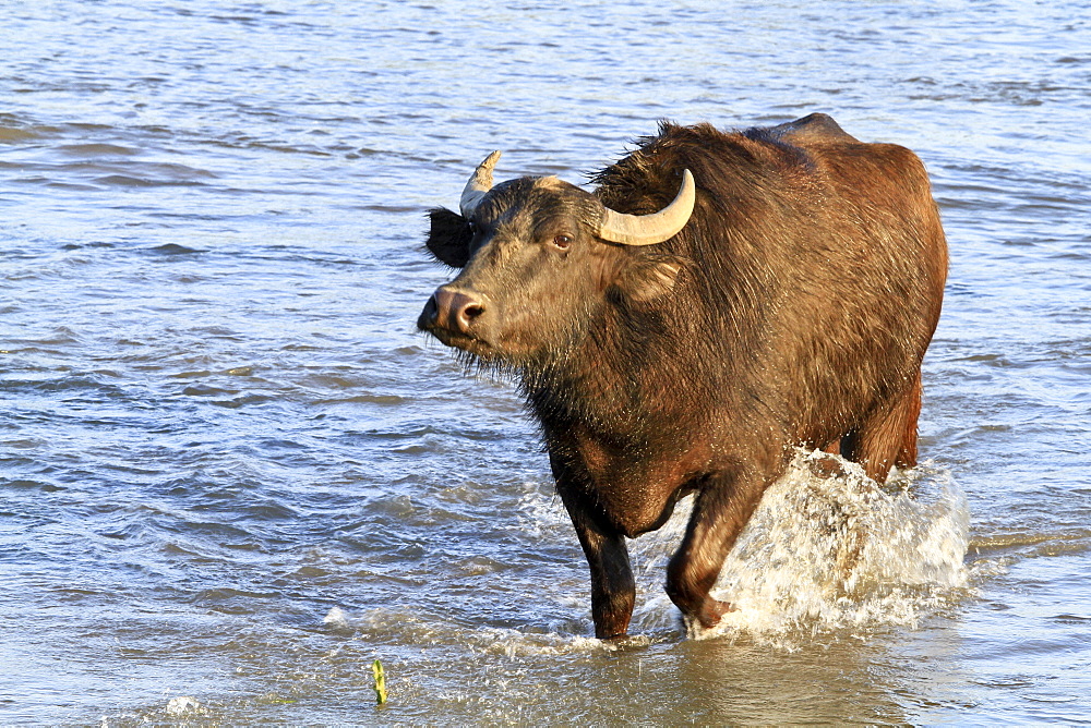 Water buffalo wading, Lake Kerkini Greece 