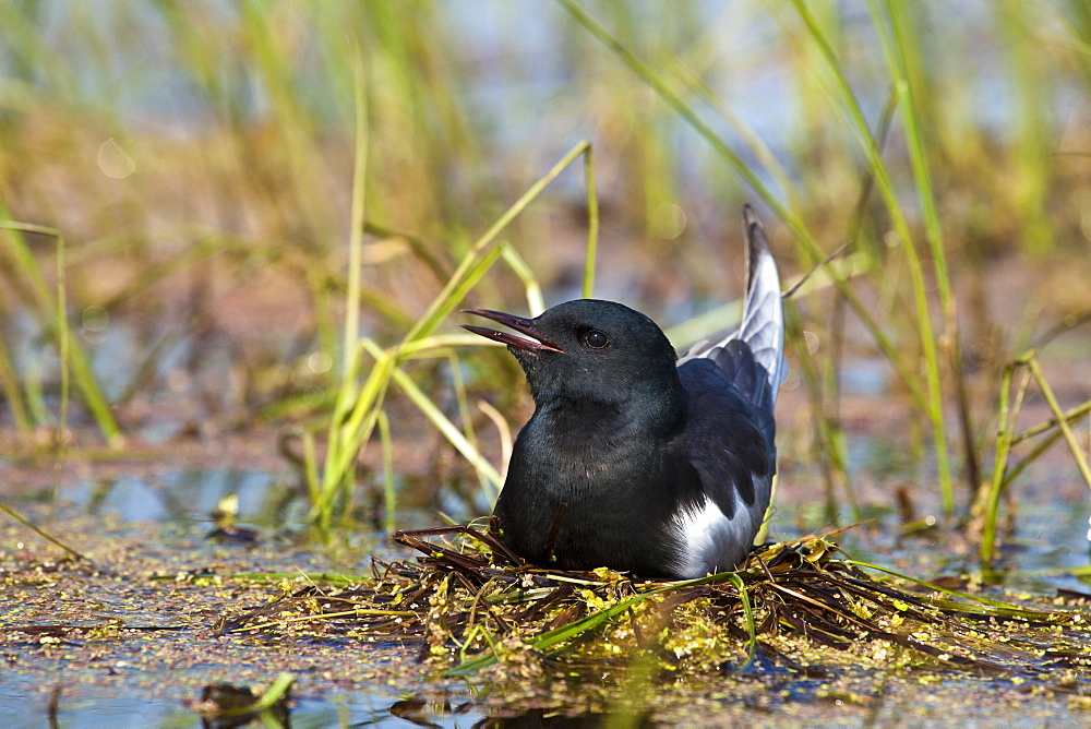 White-winged Tern in a colony, Rakamaz Hungary 