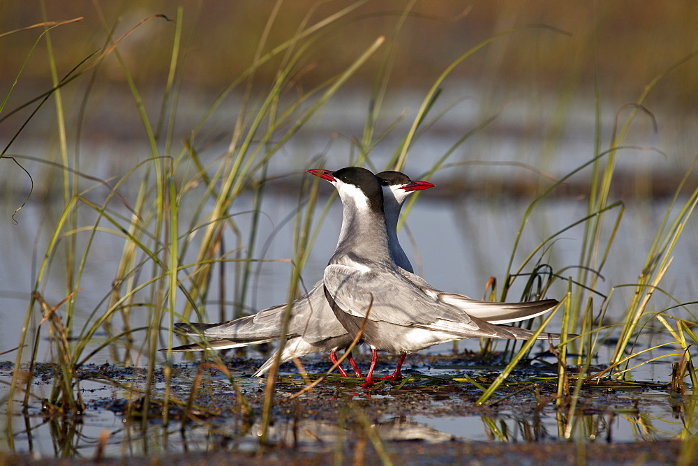 Whiskered tern in a colony, Rakamaz Hungary 