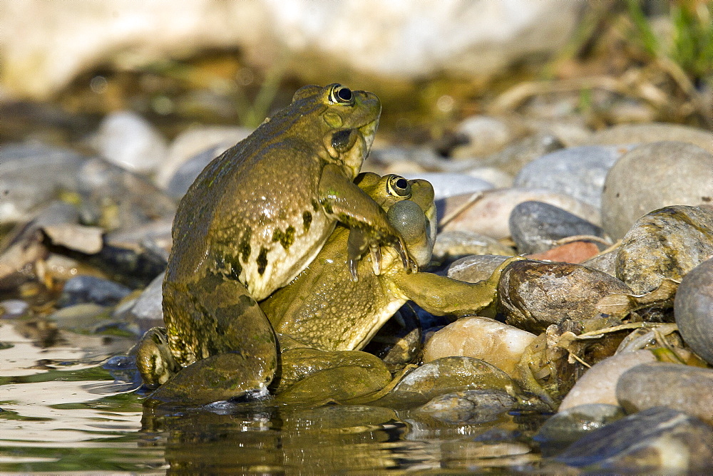 Lowland frogs mating on bank, France