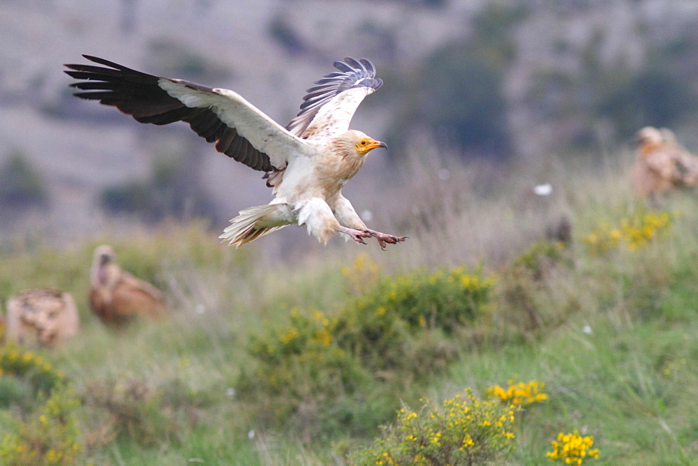 Egyptian Vulture landing and Eurasian Griffon Vultures-Spain