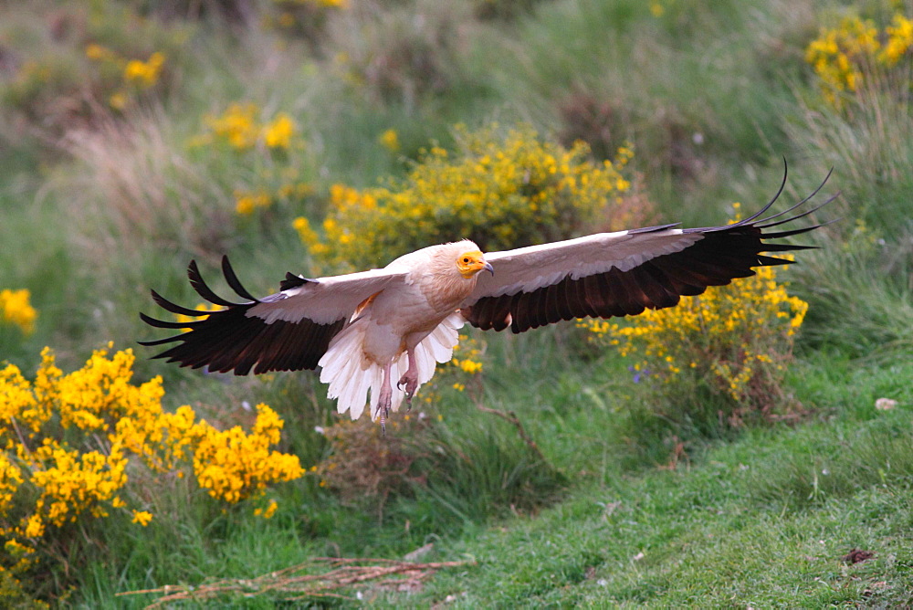 Egyptian Vulture landing, Spain