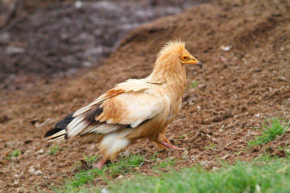 Egyptian Vulture walking, Spain