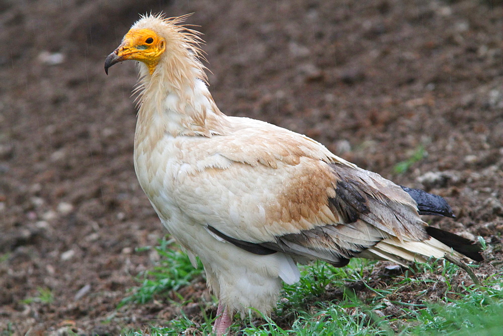 Egyptian Vulture on ground, Spain