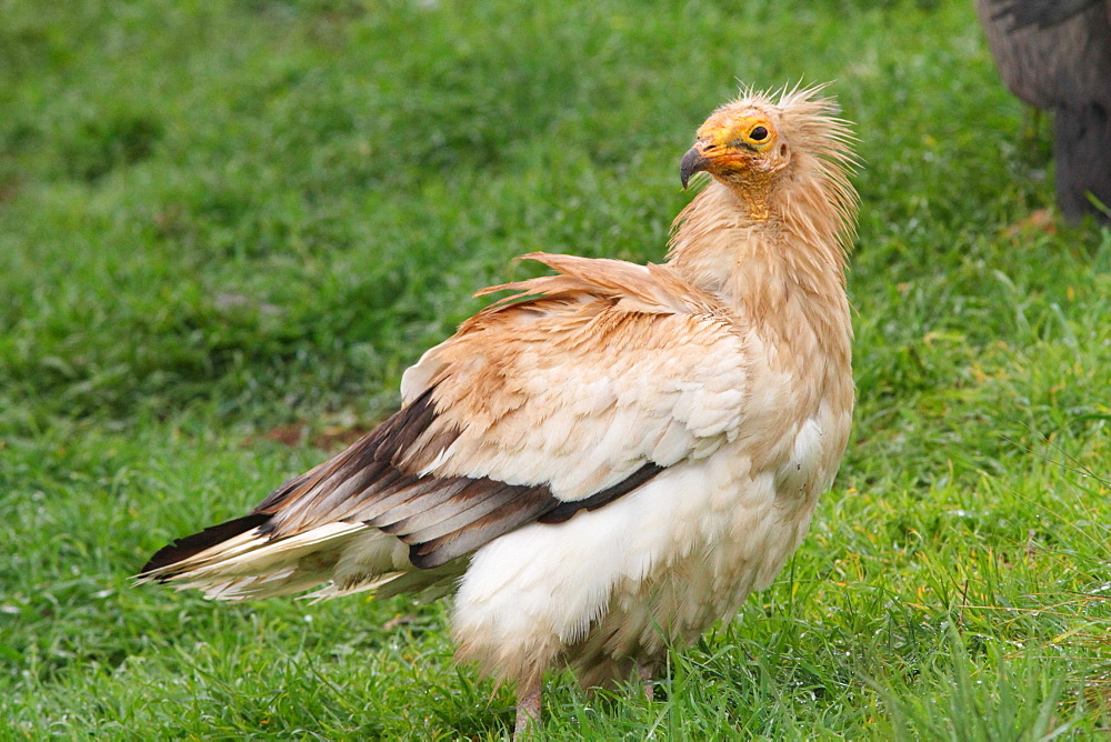 Egyptian Vulture on ground